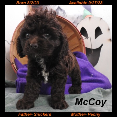 puppy, for, sale, Cocker Spaniel, Joe & Cherri  Overlease, dog, breeder, Miller, MO, dog-breeder, puppy-for-sale, forsale, nearby, find, puppyfind, locator, puppylocator, aca